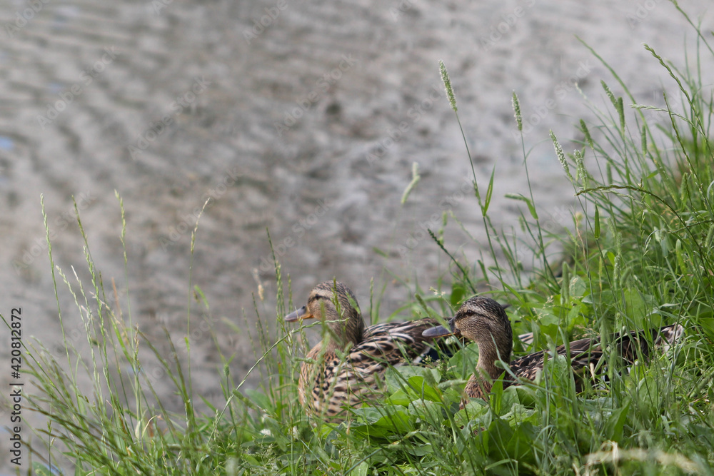 Soft focused image of gray ducks in dense green grass near the water on the shore of the pond. Soft focused image of gray ducks in dense green grass near the water on the shore of the pond.