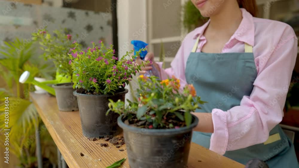 obby indoor plant greenery concept. happy young woman spraying water flower in the pot. obby indoor plant greenery concept. happy young woman spraying water flower in the pot.
