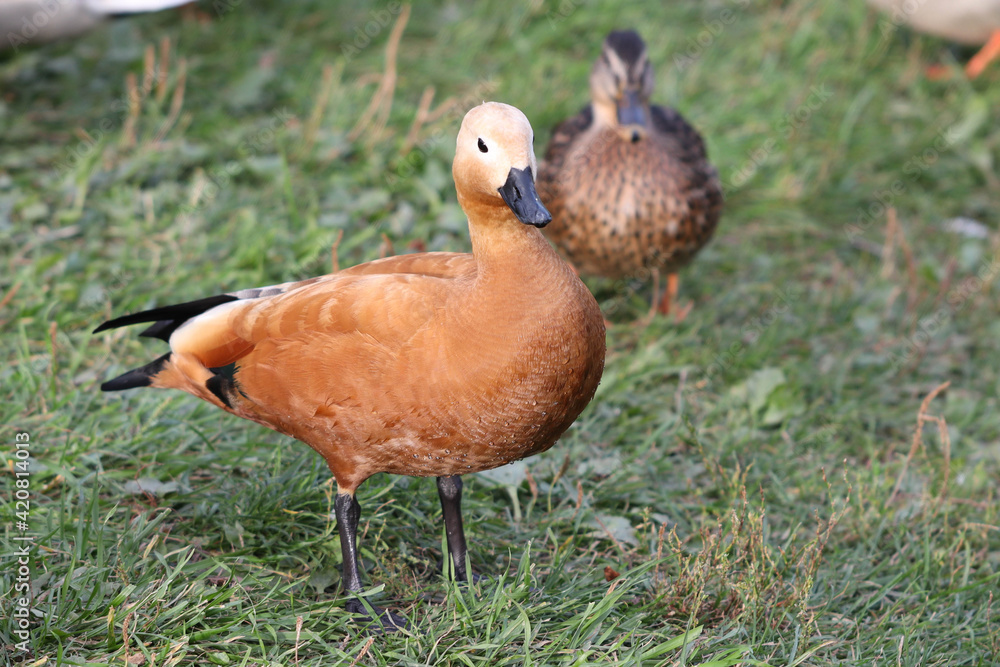 Adult Tadorna ferruginea red duck stands on the lawn in the park surrounded by other ducks. Soft focused macro image. Adult Tadorna ferruginea red duck stands on the lawn in the park surrounded by other ducks. Soft focused macro image.