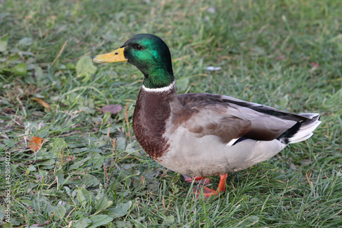 Adult mallard drake stands on the lawn in the park. Soft focused macro image.