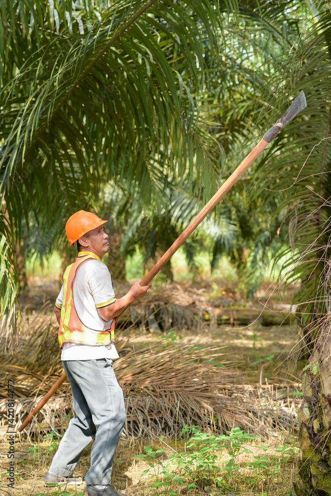 Senior traditional asian palm oil farmer pruning palm oil fronds and