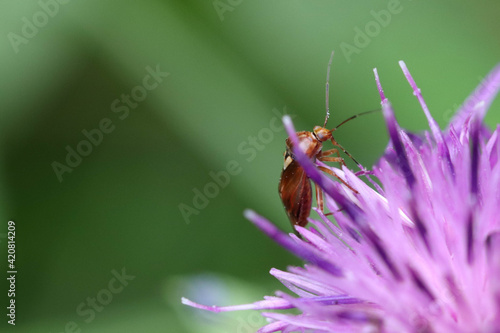 A brown forest bug sitting on Onopordum acanthium flower. Soft focused macro image.
