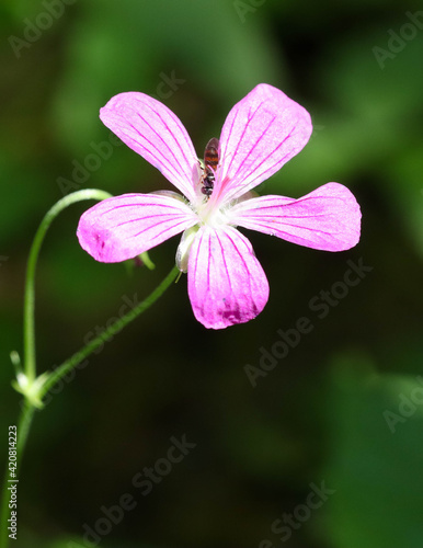 A hoverfly collects nectar from a pink blossoming Geranium Palustre flower. Soft focused macro image.v