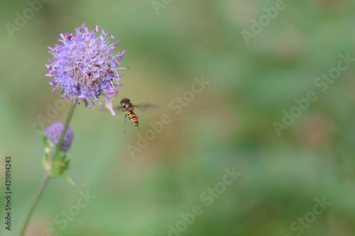 A hoverfly flies up to a blossoming lilac Knautia arvensis flower. Soft focused macro image.