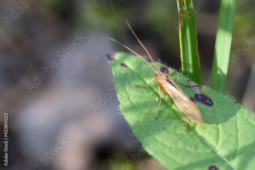 An adult brown caddisfly butterfly sits on a green leaf. Soft focused image.
