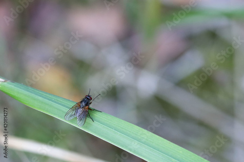 The fly sits on a leaf of grass, raising its front legs up. Soft focused macro image.