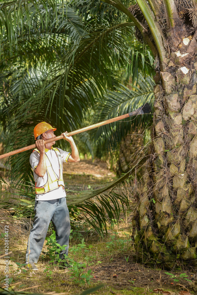 Senior traditional asian palm oil farmer pruning palm oil fronds and