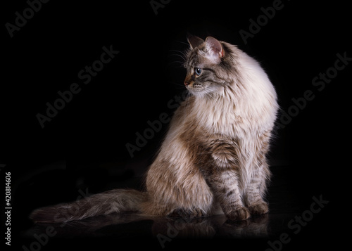 Adorable Siberian cat sitting on a black background