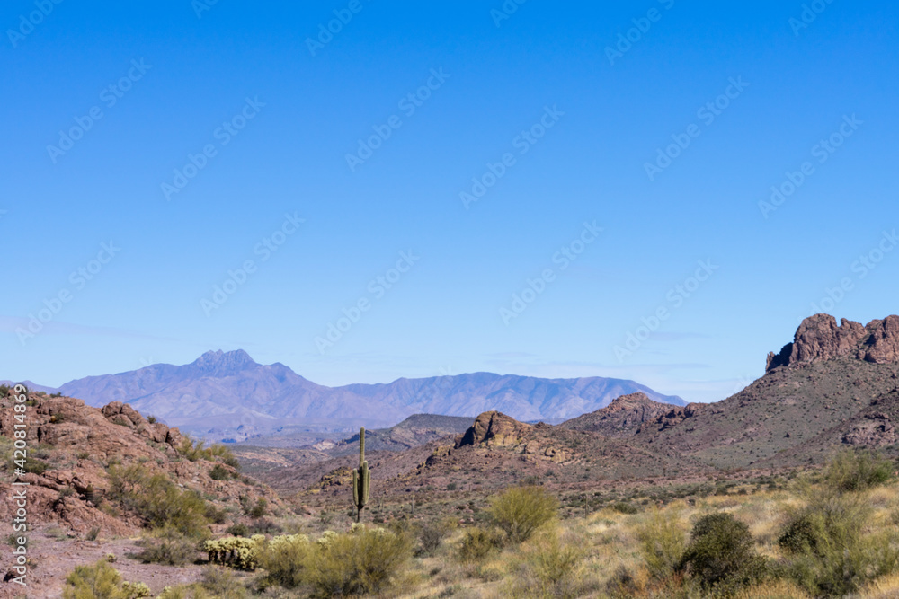 Tall saguaro cactus in Arizona desert