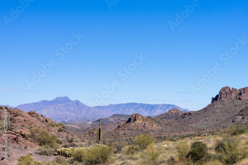 Tall saguaro cactus in Arizona desert