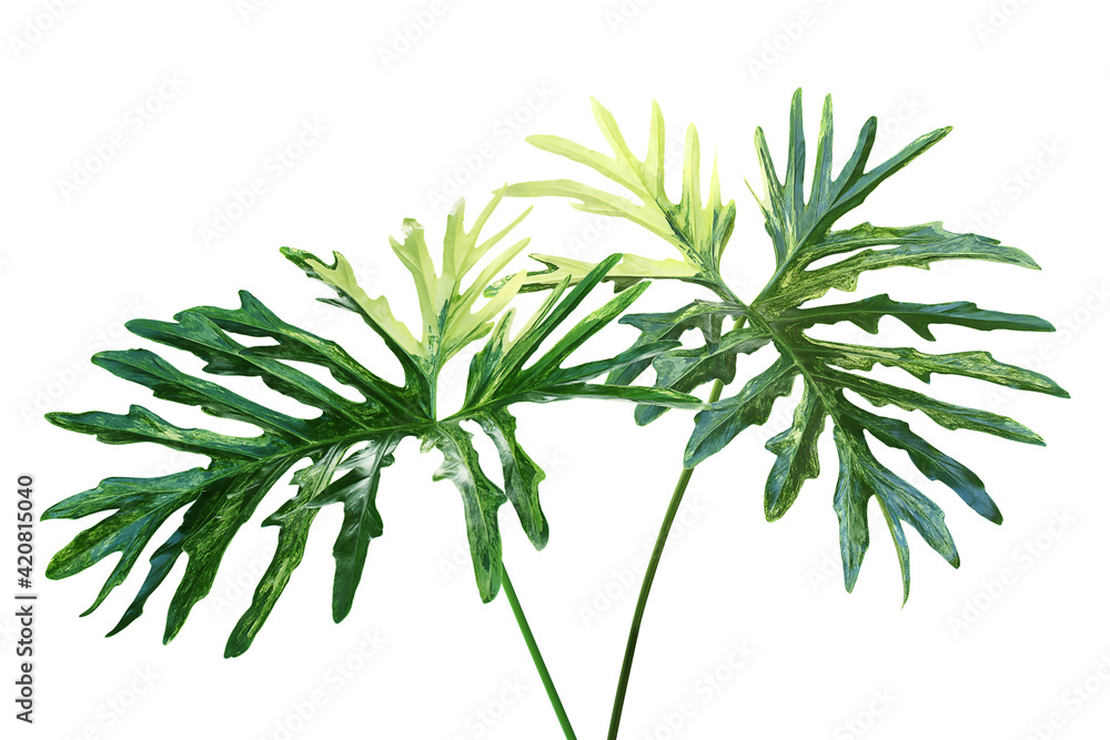 Variegated Foliage Leaves of Philodendron Plant Isolated on White Background with Clipping Path