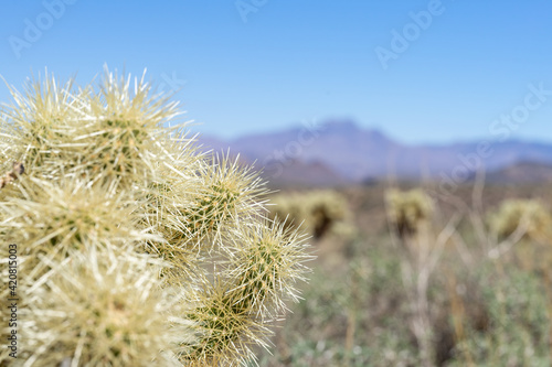 Cholla cactus in Arizona desert