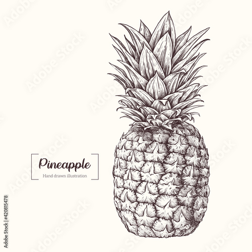 Pineapple in graphic style. Vector Hand Drawn in doodle style. Sketch Botanical Illustration. Eco healthy food. Tropical fruit in realistic style