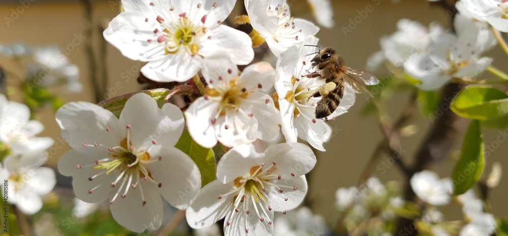 Fototapeta premium Busy working bee collecting pollen from blooming flower of pear tree