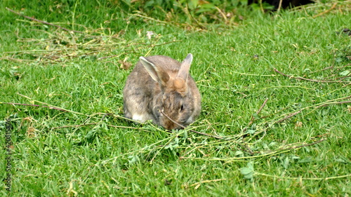Rabbit grazing in a field at a deer farm in Cayambe, Ecuador