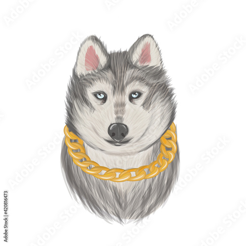 Husky dog portrait. Husky head with gold chain. Siberian husky with blue eyes and sticking out tongue. Hand drawn portrait of dog.