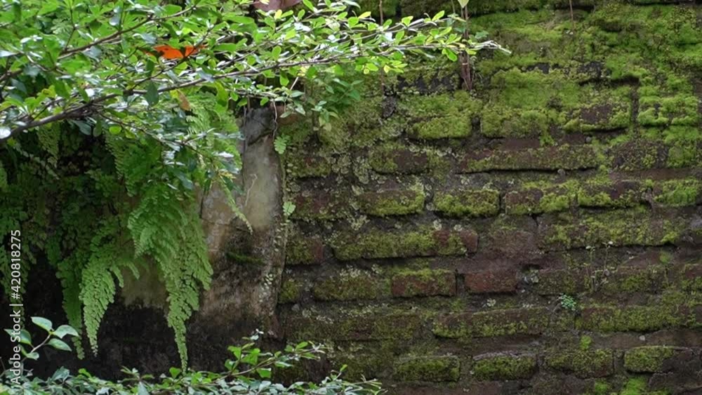 Beautiful Garden Yard With Moss Brick Walls Background Beautiful Garden Yard With Moss Brick Walls Background