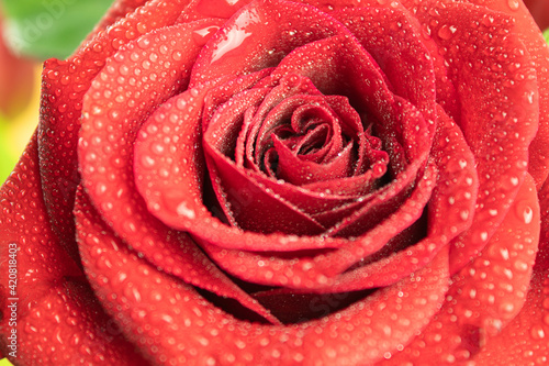 Fototapeta Naklejka Na Ścianę i Meble -  Red rose and dew drops on a green background