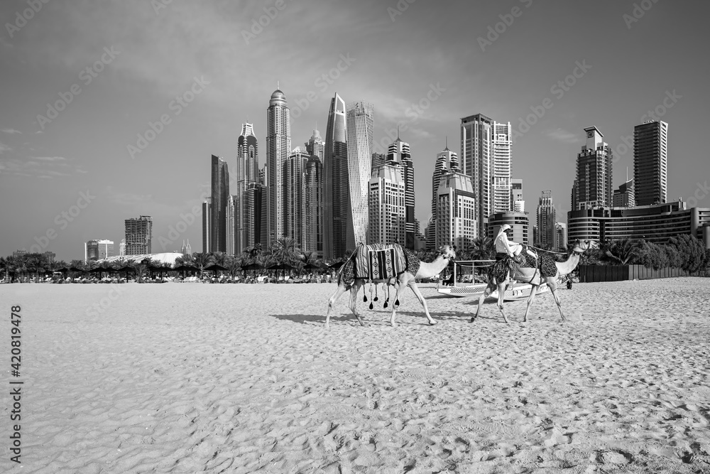 The camels on Jumeirah beach and skyscrapers in the backround in Dubai,Dubai,United Arab Emirates