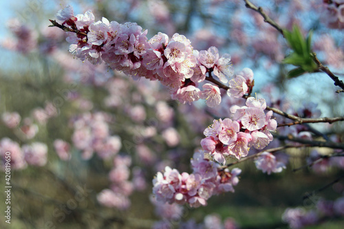 kwitnące na wiosnę drzewo moreli