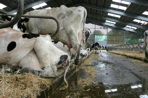 Foto Holstein cows in cubicles in a barn, United Kingdom