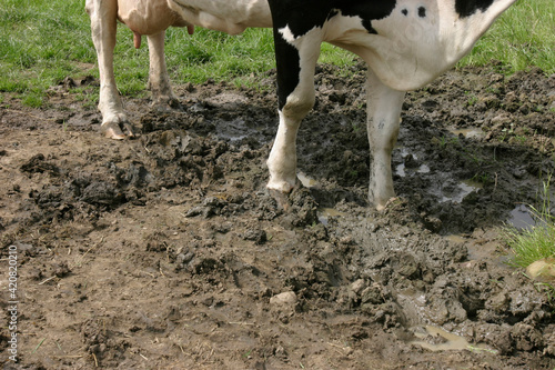 Fotografie Holstein cow standing in wet mud near a water trough in a field, United Kingdom