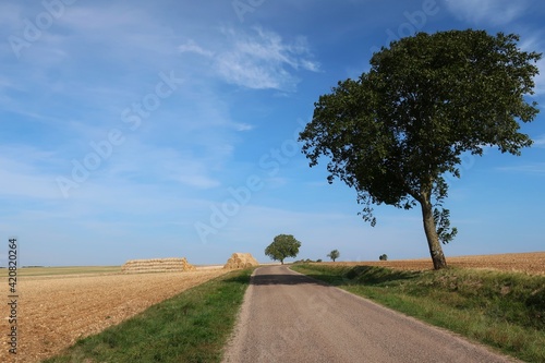 Lonely trees in the empty countryside of Aube Champagne France