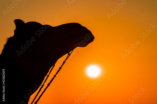 Camel at sunset in Desert