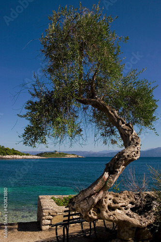 Φωτογραφία Old olive tree by the shore, Gaios, Paxos, Greece