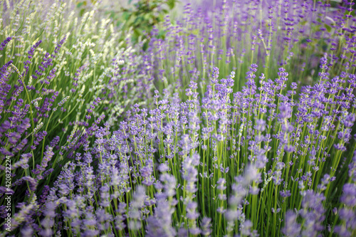 Provence - lavender field