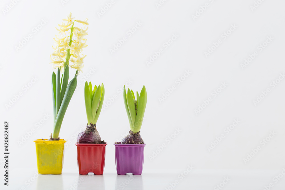 Fototapeta premium hyacinth flowers in plastic pot on white background
