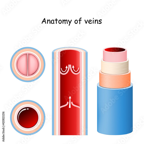 Anatomy of vein. Structure