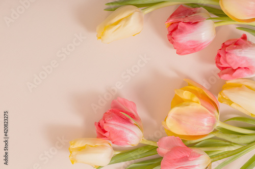 Wallpaper Mural yellow and red tulips on beige background Torontodigital.ca