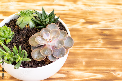 green saculent flowers on a wooden background in a white vase with a place for text. photo