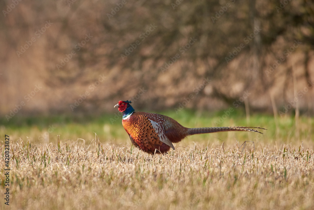 Fototapeta premium Pheasant walks through the grass