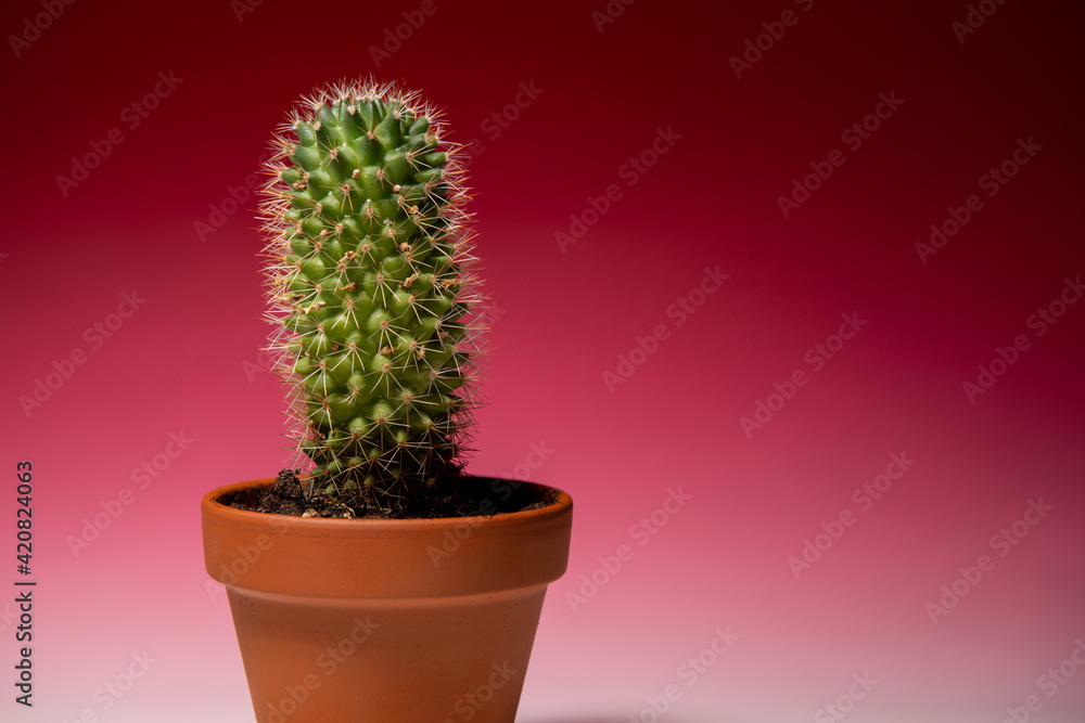Kaktus vor rot rosa Hintergrund
Kaktus vor rot rosa Hintergrund