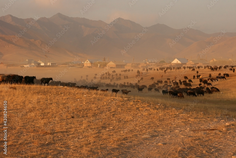 Herd of sheeps is feeding near the village at mountains of Kyrgyzstan, Central Asia. sunrise over the mountains