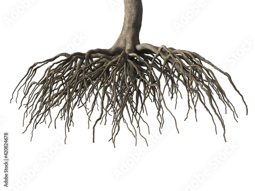 Tree root isolated on white background. 3d rendering.