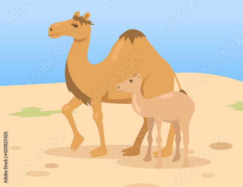 One hump camel mother with colt child walking in desert. Wild dromedary animal family cartoon characters in nature. Flat vector illustration. Egypt landscape concept