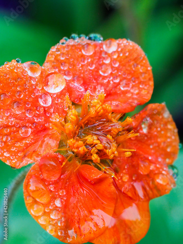 Dewdrops on an orange blossom.