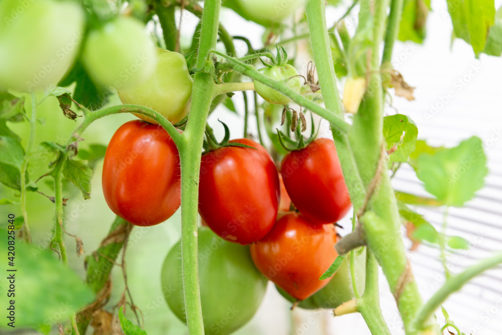 Big red tomatoes ripening on a branch in a green house