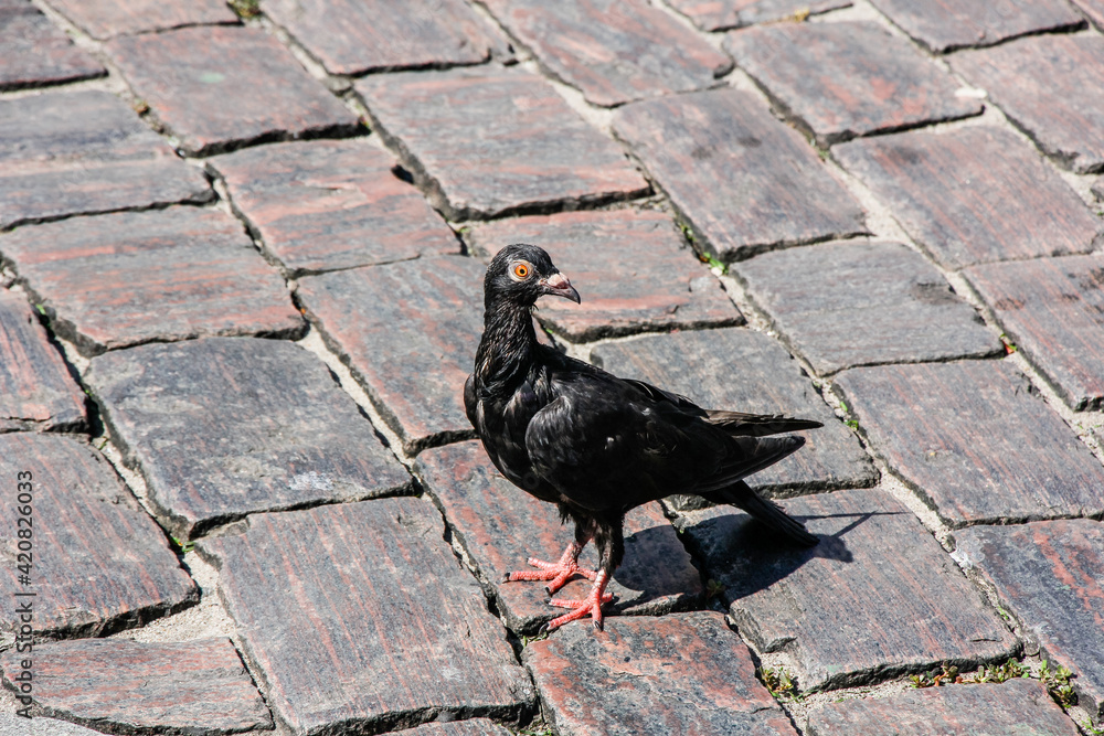 Obraz premium 181208 Сальвадор Бразилия El Salvador Brazil