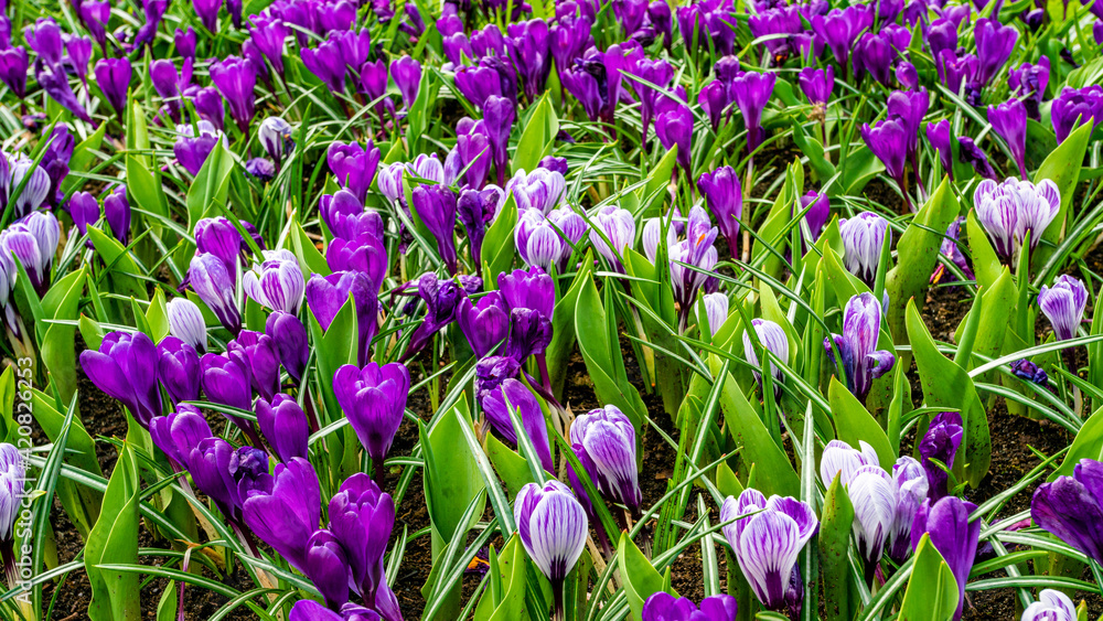 Crocus Field. crocus flowering in the early spring garden. Crocus Field. crocus flowering in the early spring garden.