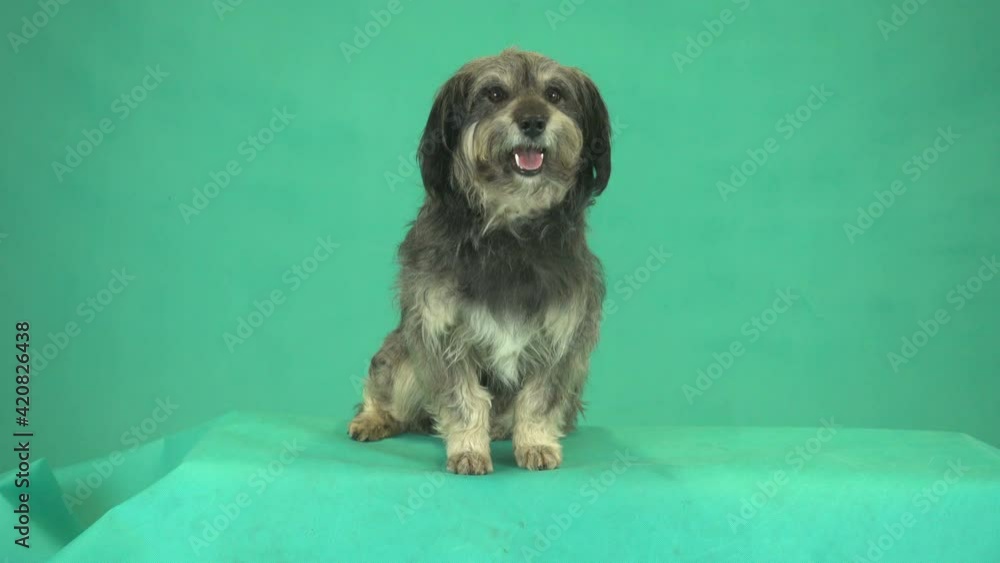 shaggy dog sits on green screen shaggy dog sits on green screen