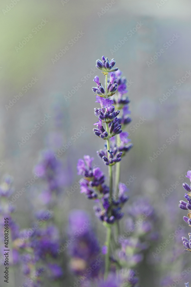 Obraz premium Provence - lavender field