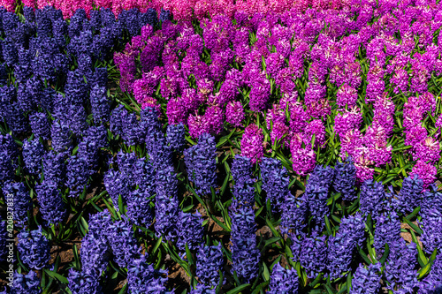 hyacinth flowers close-up in the garden