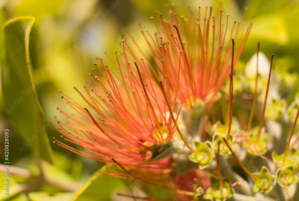 Red flower Background. Metrosideros Excelsa. Botanical and nature concept. Red flower Background. Metrosideros Excelsa. Botanical and nature concept.