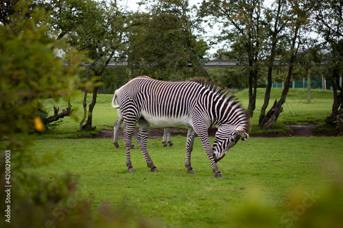 Zebra in the wild