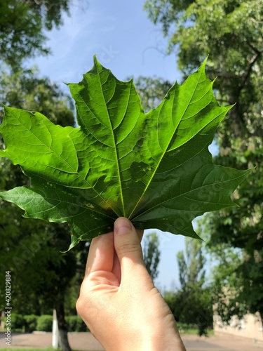 hand holding a green leaf