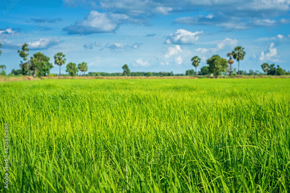 Green rice paddy fields and blue sky Green rice paddy fields and blue sky